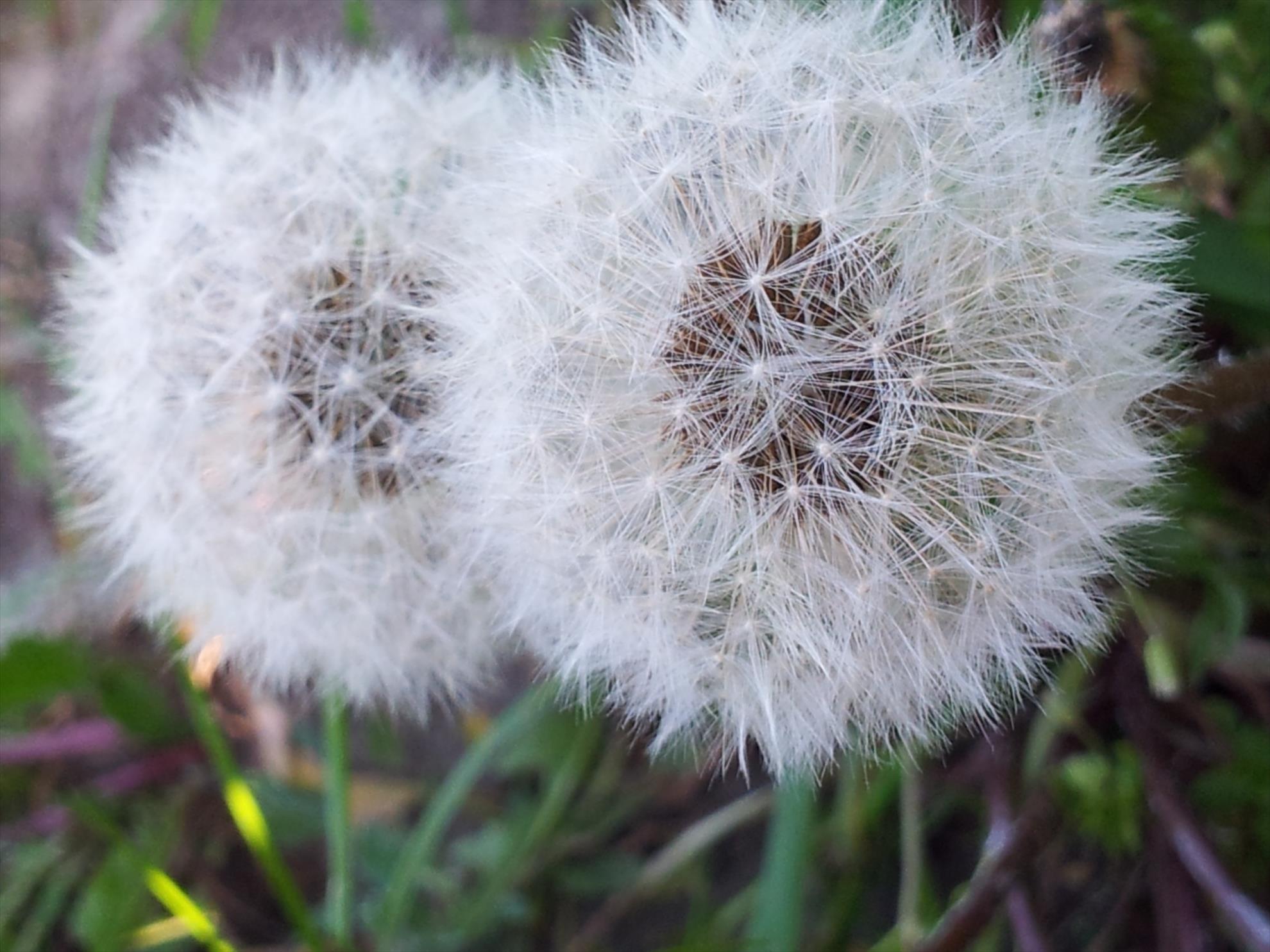 Album Lupsanu 2013 - 20130427173249.jpg